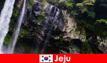 韓国の済州は、外国人のための素晴らしい森林を持つ亜熱帯火山島