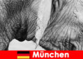 ドイツミュンヘンで最もオリジナル動物園への訪問者のための特別な旅行