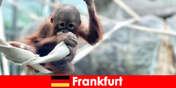 フランクフルト ドイツで2番目に古い動物園で家族でおでかけ